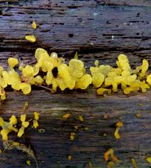 Attēlu rezultāti vaicājumam “Calocera pallidospathulata”