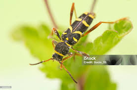 Attēlu rezultāti vaicājumam “Clytus arietis”