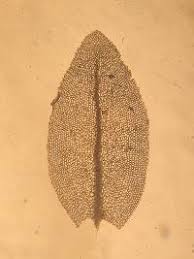 Attēlu rezultāti vaicājumam “Mnium stellare”