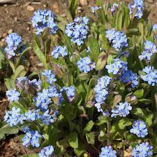 Image result for Myosotis sylvatica