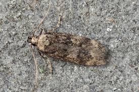 Attēlu rezultāti vaicājumam “Gelechia scotinella”