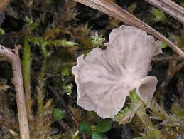 Attēlu rezultāti vaicājumam “Arrhenia retiruga”