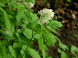 Attēlu rezultāti vaicājumam “Actaea spicata leaf”