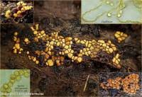 Attēlu rezultāti vaicājumam “Perichaena depressa spores”