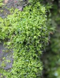 Attēlu rezultāti vaicājumam “Acrocarpous mosses”