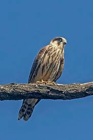 Image result for Falco vespertinus