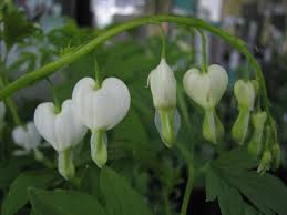 Image result for tränendes Herz