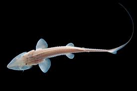Image result for Scaphirhynchus platorynchus