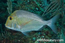 Image result for Calamus bajonado