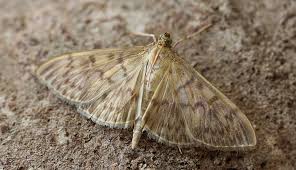 Attēlu rezultāti vaicājumam “Pleuroptya ruralis”