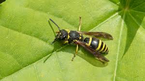 Attēlu rezultāti vaicājumam “Ancistrocerus sp. male”