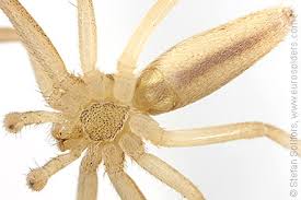 Attēlu rezultāti vaicājumam “Tibellus oblongus”