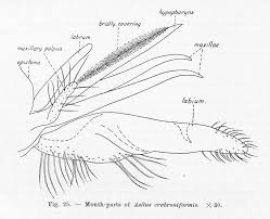 Attēlu rezultāti vaicājumam “Asilus crabroniformis”