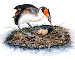 Attēlu rezultāti vaicājumam “Podiceps cristatus nest”