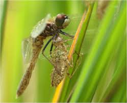 Attēlu rezultāti vaicājumam “Leucorrhinia caudalis male”