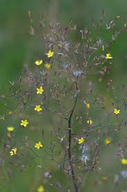 Attēlu rezultāti vaicājumam “Mycelis muralis bud”