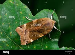 Attēlu rezultāti vaicājumam “Noctua fimbriata larva”