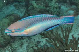 Image result for Scarus trispinosus