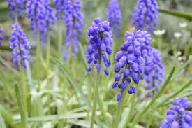 Attēlu rezultāti vaicājumam “Muscari neglectum flower”
