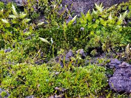 Attēlu rezultāti vaicājumam “Tortula muralis”