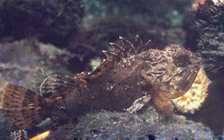 Image result for Scorpaena porcus