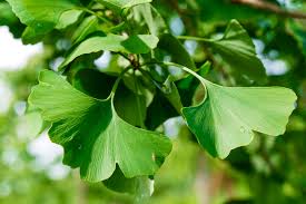 Attēlu rezultāti vaicājumam “Ginkgo biloba”