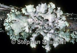 Attēlu rezultāti vaicājumam “Platismatia glauca”