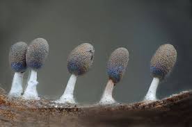 Attēlu rezultāti vaicājumam “Diachea leucopodia macro”