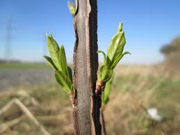 Attēlu rezultāti vaicājumam “Euonymus europaeus bud”
