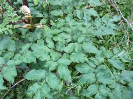 Attēlu rezultāti vaicājumam “Angelica sylvestris leaf”