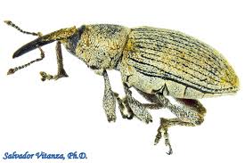 Attēlu rezultāti vaicājumam “Curculionidae”