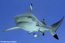 Image result for Carcharhinus melanopterus