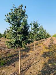 Attēlu rezultāti vaicājumam “Acer campestre”