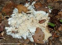 Attēlu rezultāti vaicājumam “Sebacina incrustans”