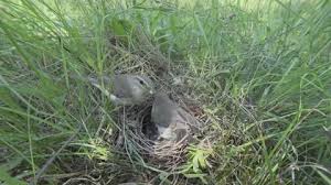 Attēlu rezultāti vaicājumam “Phylloscopus trochilus nest”