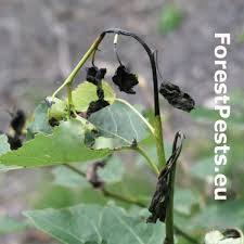 Attēlu rezultāti vaicājumam “Contarinia petioli”