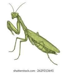 Attēlu rezultāti vaicājumam “Mantis religiosa”