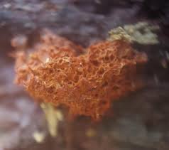 Attēlu rezultāti vaicājumam “Fuligo septica var. rufa”