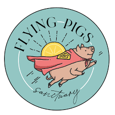 Image result for flying pigs