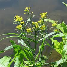 Attēlu rezultāti vaicājumam “Rorippa amphibia leaf”