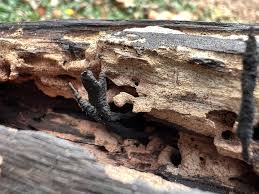 Attēlu rezultāti vaicājumam “Xylaria”