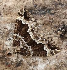 Attēlu rezultāti vaicājumam “Lampropteryx suffumata”