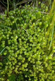 Attēlu rezultāti vaicājumam “Physcomitrium pyriforme sporophyte”