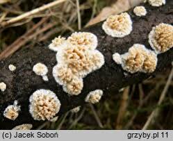 Attēlu rezultāti vaicājumam “Basidioradulum radula”