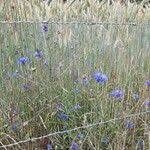 Attēlu rezultāti vaicājumam “Cyanus segetum”