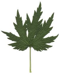 Attēlu rezultāti vaicājumam “Leonurus cardiaca leaf”