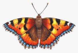 Attēlu rezultāti vaicājumam “Aglais urticae”
