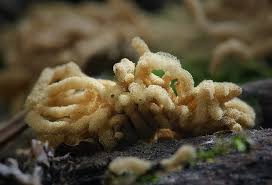 Attēlu rezultāti vaicājumam “Arcyria helvetica”