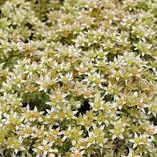 Image result for Sedum acre