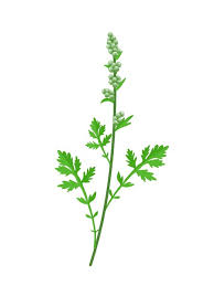 Attēlu rezultāti vaicājumam “Artemisia vulgaris leaf”